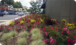 Retail Landscaping