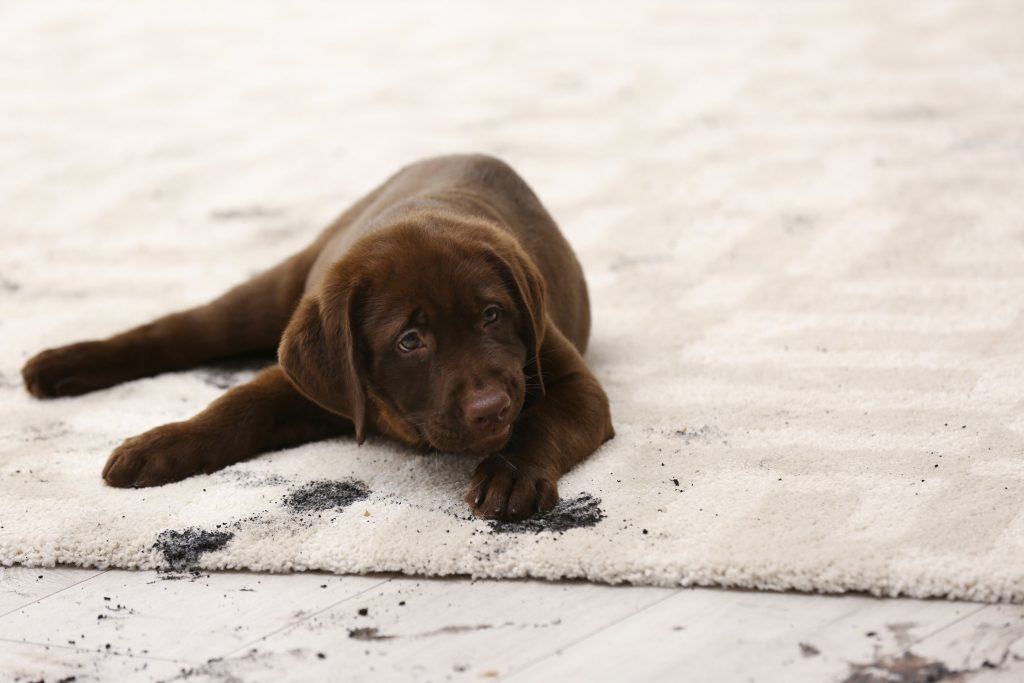 carpet cleaning livermore